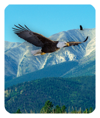 Soaring Eagle Im Free